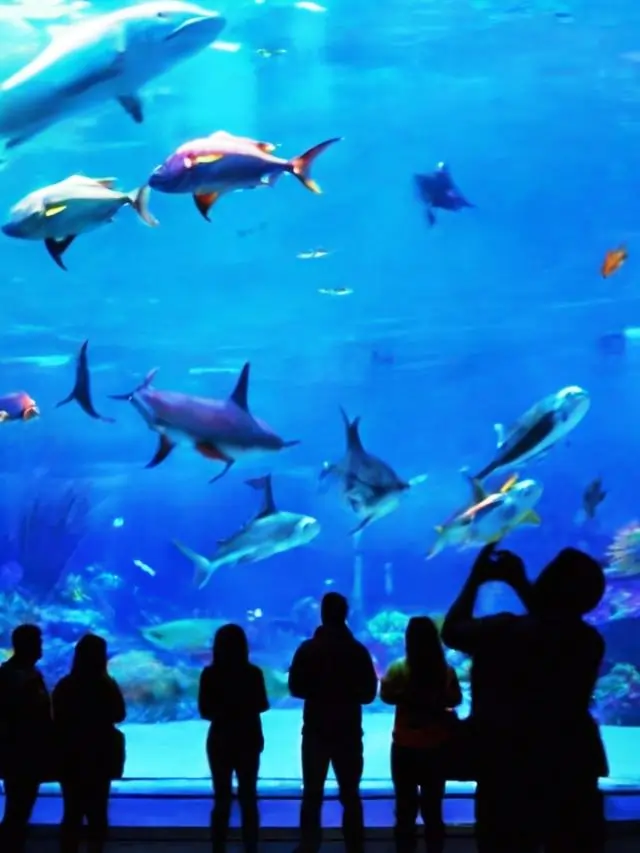 National Aquarium: A Journey Under the Sea