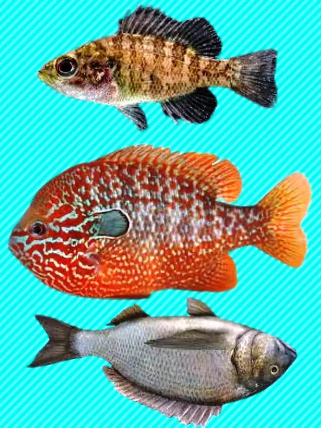 Panfish: Freshwater Wonders