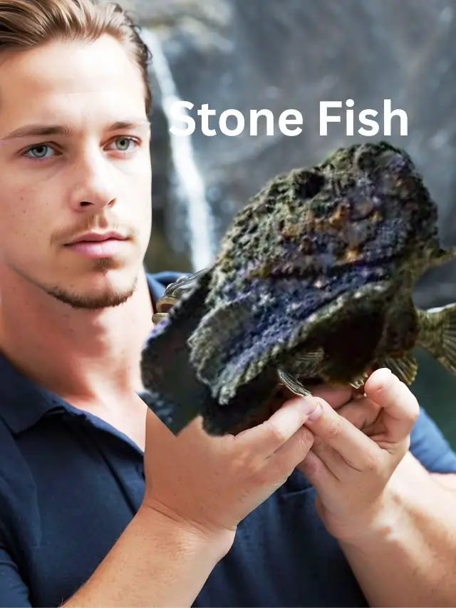 Stone Fish: Secrets of the Sea